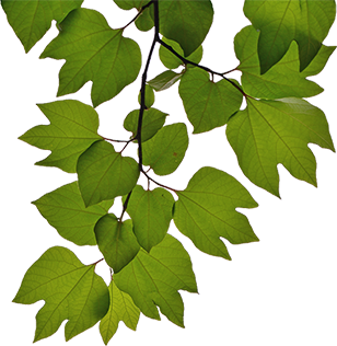 Bild von grünen Blättern als Zierelement